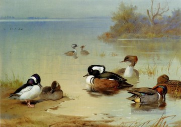  Mer Malerei - Buffel Headed Ente amerikanischen Grün Winged Teal und Kapuze Merganser Archibald Thorburn Vogel